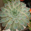 Echeveria lilacina in bloom