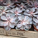Lots of Echeveria plants in a wooden box waiting to be sold
