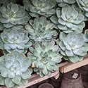 More plants displayed in an unusual way to entice buyers