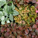 A Fittonia (Nerve Plant) collection