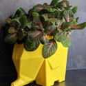 Grow Nerve Plants in colourful containers to really make them pop