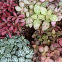 Four different Nerve Plants for sale