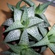 Haworthia tessellata or Star Window Plant