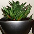 Haworthia margaritifera or the Pearl Plant
