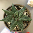 Haworthia from above photo by Andrea Rivera Arana