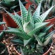 Several Haworthia limifolia sitting on gravel