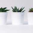 Photo by Ylanite showing H. limifolia H. attenuata and H. tessellata