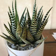 Zebra Cactus photo by Ruby