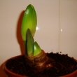 A Hippeastrum starting to grow after its rest period has finished