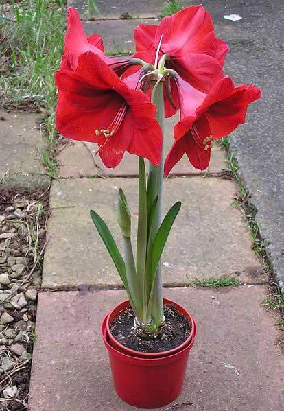 how to plant amaryllis in water