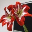 A red and white flowering Hippeastrum by Daniel Macher