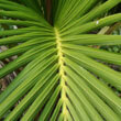 A Howea belmoreana / Sentry Palm leaf, photo taken by Granitethighs