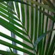 A close shot of the Howea forsteriana / Kentia leaf