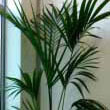This Kentia Palm or Pardise Palm stands strong in the corner of an office