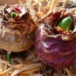 Hyacinth bulbs with shoots emerging by 4028mdk09