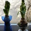Did you know that forced Bulbs can also be grown in glass containing only water. Photo by storebukkebruse