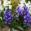 You can plant indoor Hyacinth bulbs outside for a display next Spring once you are done with them. Photo by ElenaSchifirnet