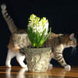 Photo by Amy West showing her cat ignoring her Hyacinth plants