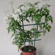 A Jasminum polyanthum grown up and around a plastic frame