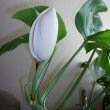 The rare flowers get bigger and bigger in relation to the size of the plant - The bigger the plant the bigger the flower