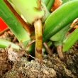 The aerial roots of Monstera can be tucked into the soil, or a supporting moss stick