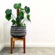 Monstera deliciosa looks great in a stylish pot standing alone in a corner
