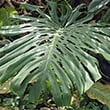 Large Monstera Leaf with splits and fenestrations