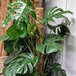 Some houseplants can grow very quickly like this well cared for Monstera