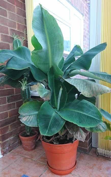 Types Of Indoor Plants With Names - Palm Piper House, Walter Knoll Florist Client, Exotic Palm : Perhaps you’ve got the perfect indoor grow light setup fo.