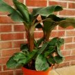 A number of different Dwarf Cavendish banana plants in a large container