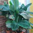Banana's like this one make great houseplants when you can give them space, light and warm temperatures