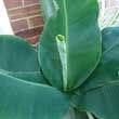 The leaves on the Banana plant are thin and fragile but are really beautiful and tactile