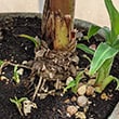 Offsets growing around the base of a mother plant