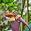 If your plant flowers, you really can eat the banana fruit once it ripens - photo by 
Geoff McKay