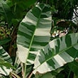 Royal Variegated Banana (Musa x paradisiaca 'Ae Ae') - photo by 
Mokkie