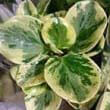 Yellow and green variegated leaf Desert Privet Peperomia Plant