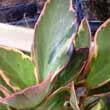 Red and green variegated leaf Peperomia Plant