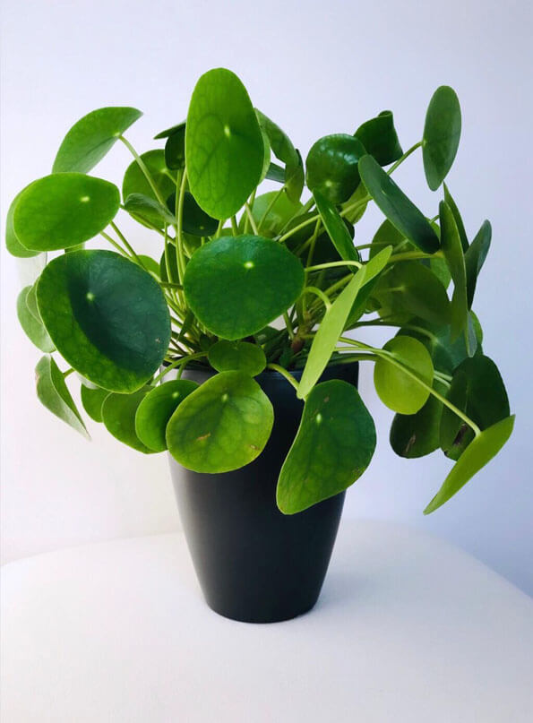 Pilea Peperomioides (Chinese Money Plant) Our House Plants