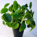 Pilea Peperomioides which also goes by the name Chinese Money Plant