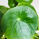 Close up photo showing a Pilea Peperomioides leaf