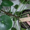 The leaf stem of this Pilea reaches to around 25cm