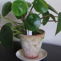 Pilea plants are normally bought or given as gifts when they're quite small like this one