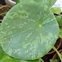 Pilea peperomioides Mojito is a unusual variety with splashes of pale green variegation