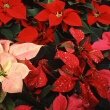 Modern Poinsettias like this one comes in many colours and leaf patterns