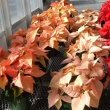 Three different Poinsettia plants including Premium Apricot and Cinnamon Star, taken by Max Wahrhaftig