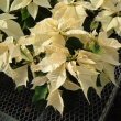 White Poinsettia photo by Max Wahrhaftig