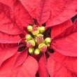 This photo by Frank Vincentz shows that the Poinsettias flowers are actually very small and basic