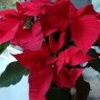 Poinsettia