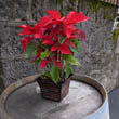Photo of a Poinsettia on top of a wooden barrel by Naotake Murayama