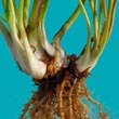 A Pitcher Plant's healthy rhizome and its roots photo by Noah Elhardt